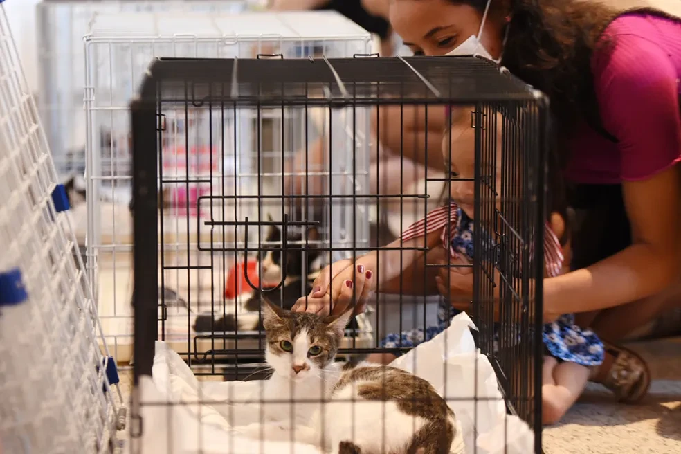 Capa do evento Feira de Adoção de Animais acontece neste fim de semana